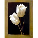 White Tulips