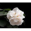 White Hibiscus