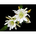 White Lily