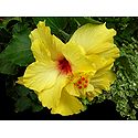 Yellow Hibiscus