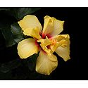 Yellow Hibiscus