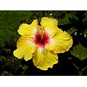 Yellow Hibiscus