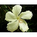 Yellow Hibiscus