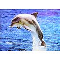 Dancing Dolphin