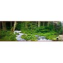 Riverside Forest