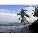 Palm Trees at Agatti Beach, Lakshadweep, India