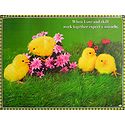 Cute Chicks