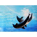 Dancing Dolphins