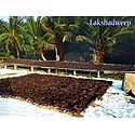 Fish Drying in Lakshadweep, India
