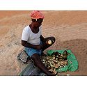 Coconut Seller from Mangalore -  Karnataka, India