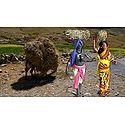 Hay Collecter Photo - Unframed Photo Print on Paper