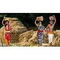 Hay Collecter Photo - Unframed Photo Print on Paper