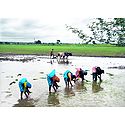 Indian Farmers