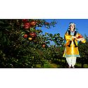 Kashmiri Apple Plucker Photo - Unframed Photo Print on Paper