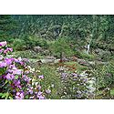 Blooming Rhododendron in Shingba Sanctuary, Yumthang - North Sikkim, India