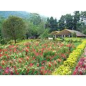 Saramsa Garden, Gangtok - East Sikkim, India