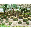 Cactus at Saramsa Garden, Gangtok - East Sikkim, India