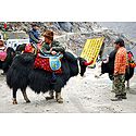 Yaks Near Tsomgo Lake, Gangtok - East Sikkim, India