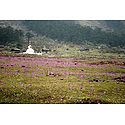 Blooming Primulas in Valley of Flowers, Yumthang - North Sikkim, India