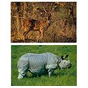 Chital and Rhinoceros - Set of 2 Postcards