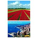 Tulip Field in Holland and Monaco - Set of 2 Postcards