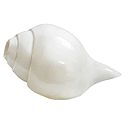 Blow Conch