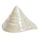 Mother of Pearl Shell for Decoration