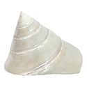 Mother of Pearl Shell for Decoration