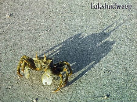 Crab on Lakshadweep Beach