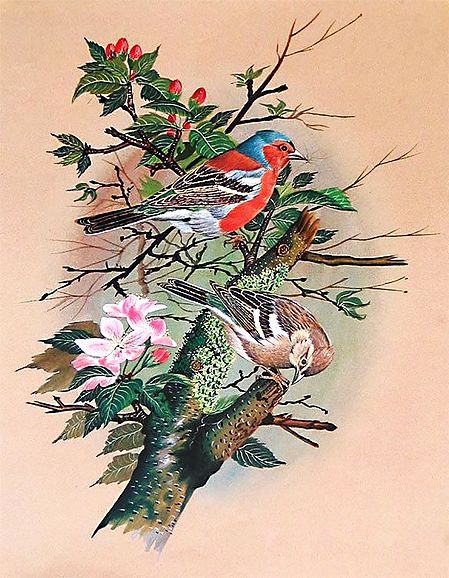 Colorful Birds