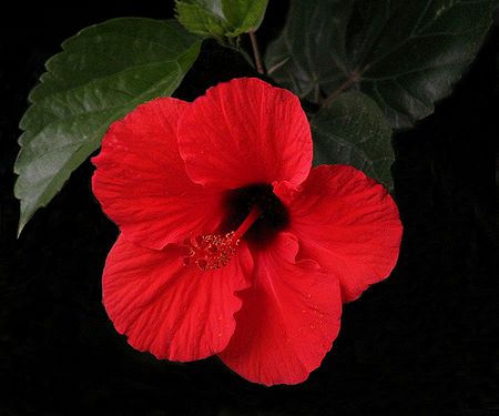 Dark Red Hibiscus