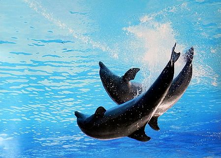 Dancing Dolphins