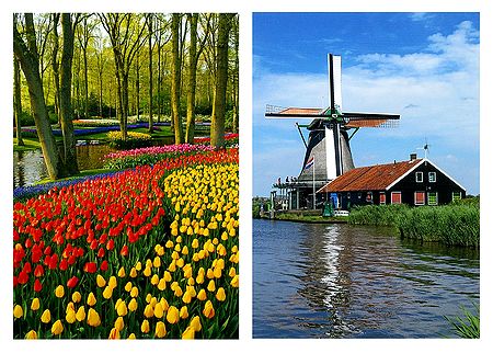 Keukenhof Tulip Garden and Windmill, Netherlands - Set of 2 Postcards
