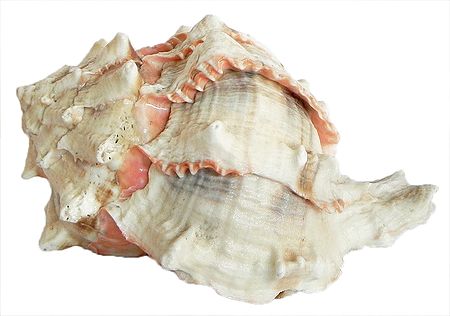 Murex Brassica Shell for Decoration