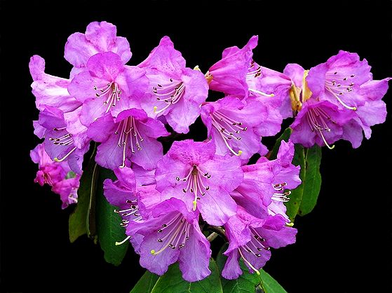 Magenta Rhododendron - Photographic Print