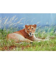 Indian Lion