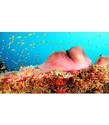 Corals of Lakshadweep