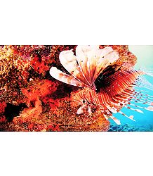 Photo Print of Lion Fish