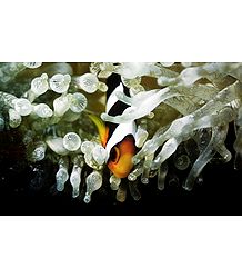 Fish inside the Corals of Lakshadweep