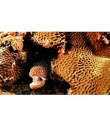 Fish inside the Coral Reef of Lakshadweep