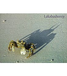Crab on Lakshadweep Beach