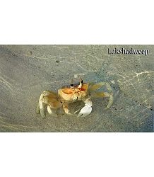Crab on Lakshadweep Beach