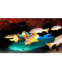 Marine Life of Lakshadweep