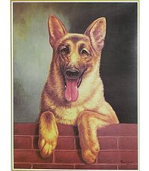 Dog - Man's Best Friend