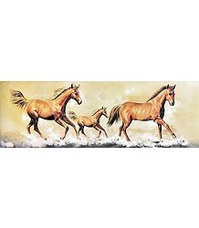 Galloping Beauties