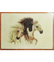Three Wild Beauties Poster