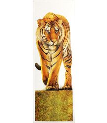 Royal Bengal Tiger