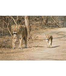 Lioness with Cub in Gir Forest, Gujarat