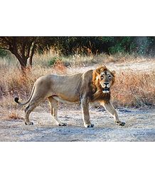 Lion - King of the Jungle in Gir Forest, Gujarat