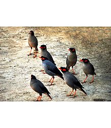 Indian Mynah - Photographic Print